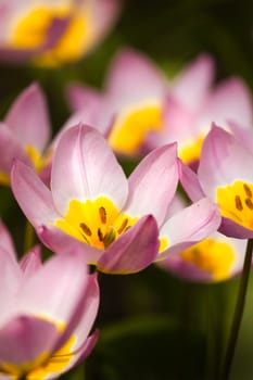 Small lilac tulips with yellow heart in spring