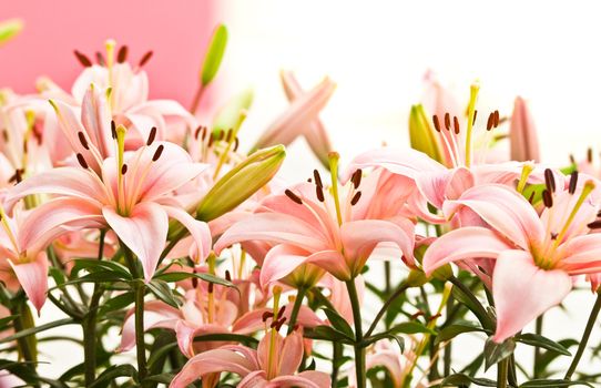 Group of beautiful pink lilies in side angle view with white background