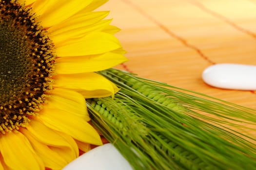 Sunflower (Helianthus) and crop plants with white round stones on orange mat (Selective Focus)