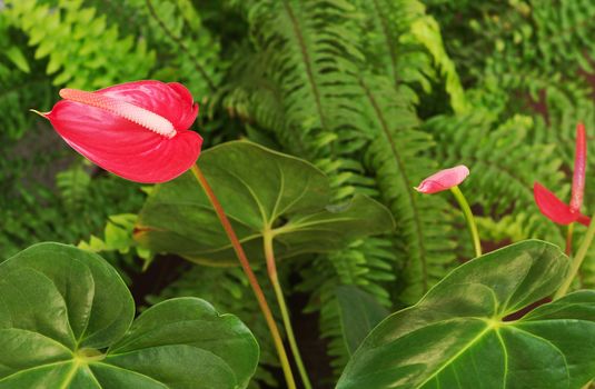 Flamingo flower (Anthurium) with bud and leaves and fern in the background  (Selective Focus)