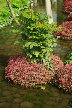 Plants standing in a creek in Cieneguilla, close to Lima, Peru