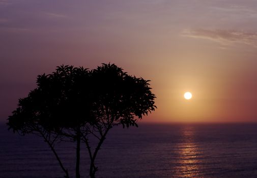 The black silhouette of a tree at sunset with the sea and the setting sun in the background