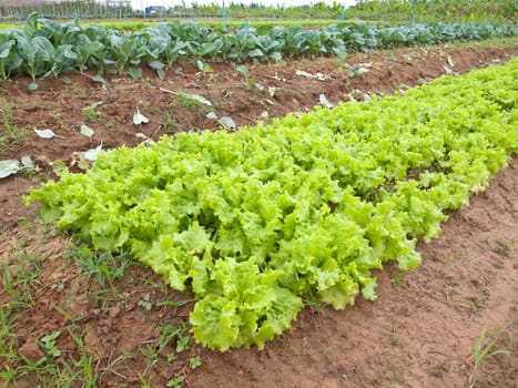 Field of green fresh lettuce and chinese kale vegetable growing at a farm