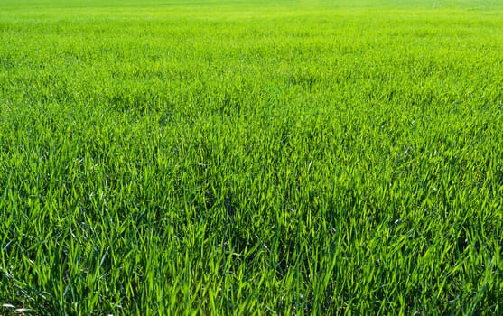 Green grass abstract texture background