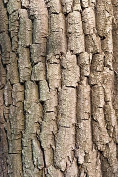 Tree abstract closeup bark texture wooden background