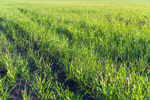 Green grass abstract texture background