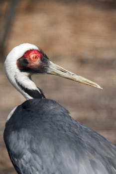 Closeup portrait of White-Naped Crane on brown background