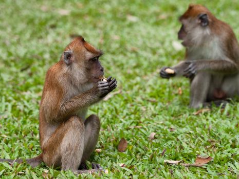 a small macaque monkey in penang malaysia