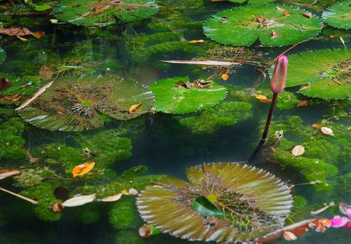 plants frogs and lilypads in this pond