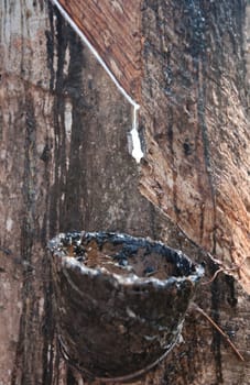 bowl collecting the sap from rubber trees