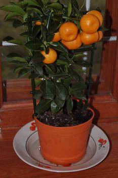 Small tangerines tree in orange flowerpot