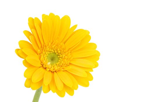 yellow gerbera daisy