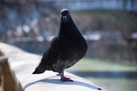 Pigeon walks along the promenade in sunny day