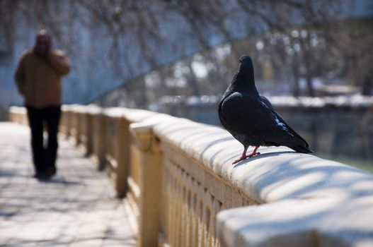 Pigeon walks along the promenade in sunny day