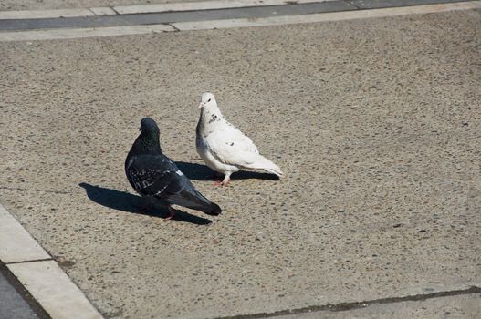 Pigeon walks along the promenade in sunny day