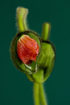 two buds of poppy