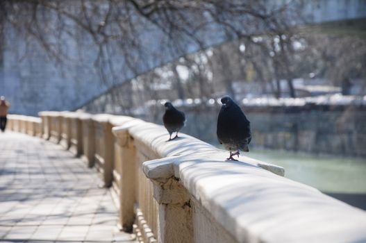 Pigeon walks along the promenade in sunny day