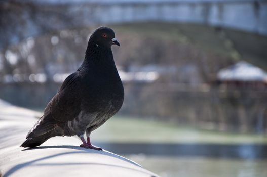 Pigeon walks along the promenade in sunny day