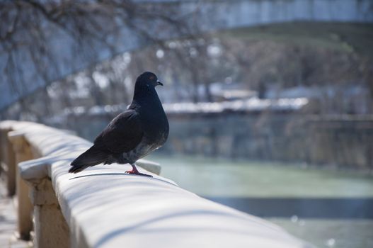 Pigeon walks along the promenade in sunny day