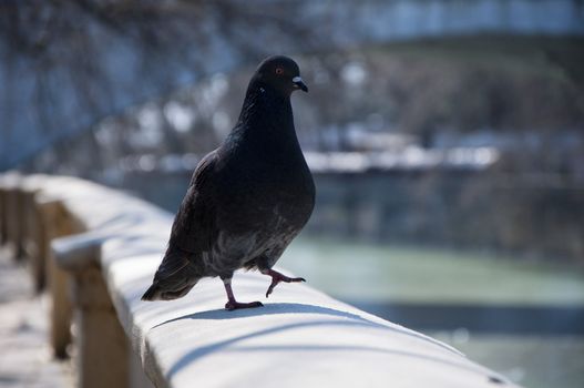 Pigeon walks along the promenade in sunny day