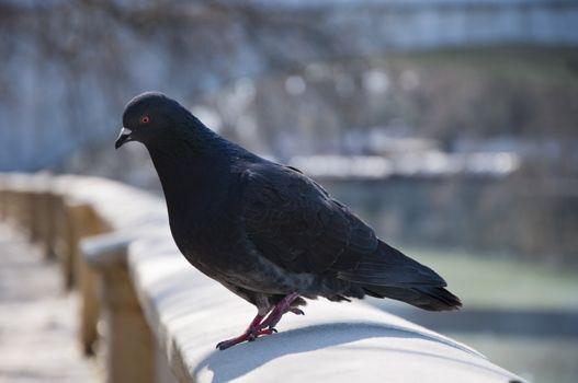 Pigeon walks along the promenade in sunny day
