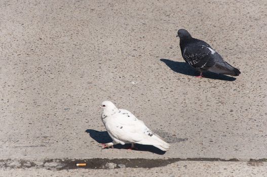 Pigeon walks along the promenade in sunny day