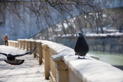 Pigeon walks along the promenade in sunny day