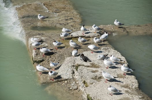 Gulls on the water in search of prey.