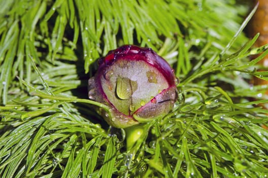 spring peony bud with rain water drops