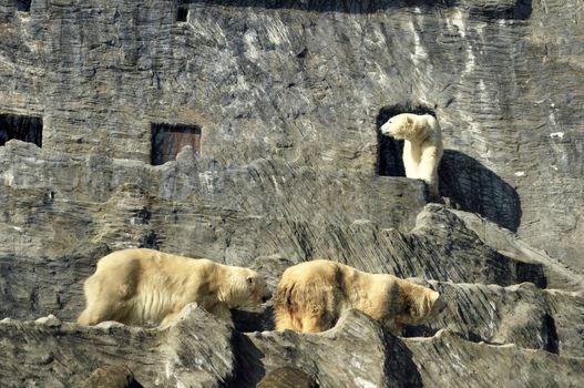 Polar white bear in Czech National Zoo