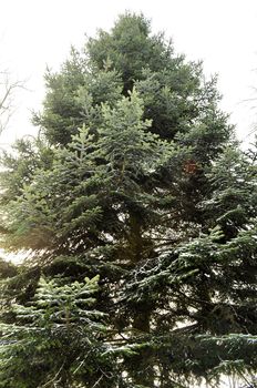 Fir trees covered with snow on a winter mountain