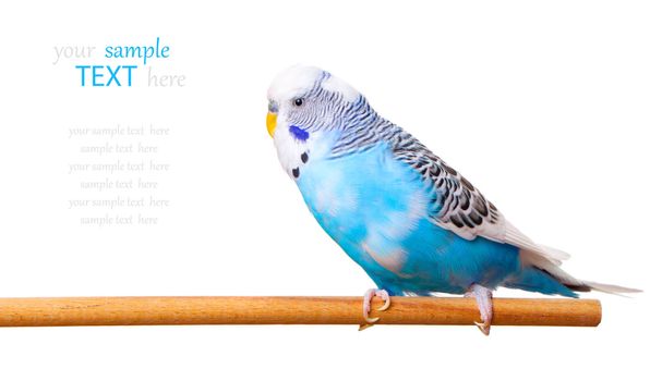 budgerigar on white background,  with with room for text