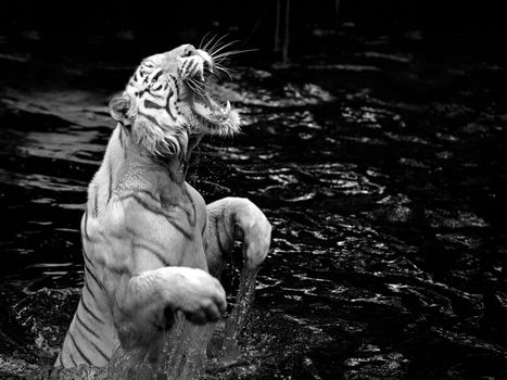 Black and white picture of a white tiger standing in water