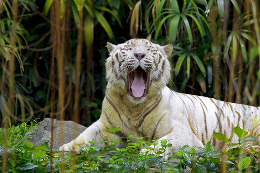 White tiger roaring in a tropical forest