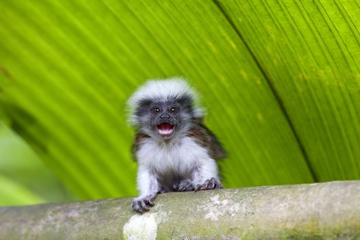 Cotton-top tamarin in the tropical forest of Colombia