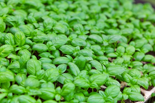 green leaves of fresh basil. used in cooking in Italy