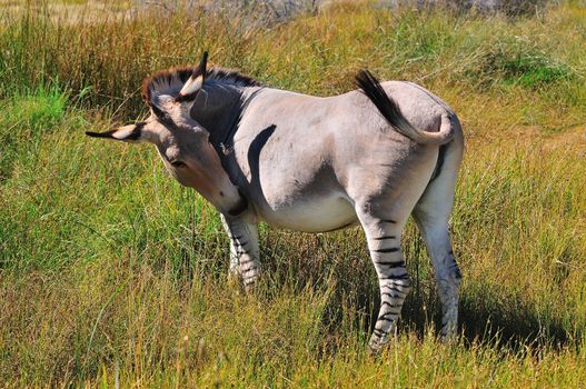 A Zonkie, a cross between a Donkey Mare and a Zebra stallion