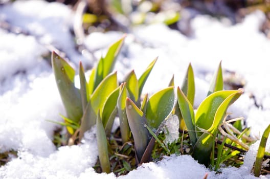 Tulip leaves between melting snow in spring. First flowers in garden