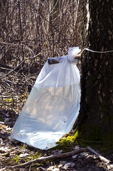 Birch sap flow to polyethylene bag. Natural and healthy drink from tree trunk.