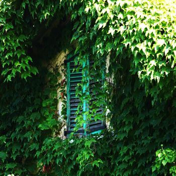 window in green foliage