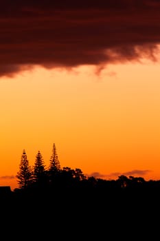 Orange sunset behind forested landscape with silhouettes of several Norfolk pine trees