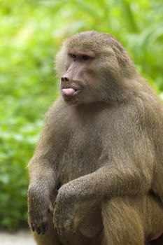 Portrait of a Hamadryas baboon in the wild