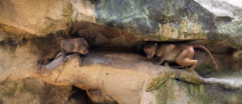 Two juvenile Hamadryas baboons playing and hiding