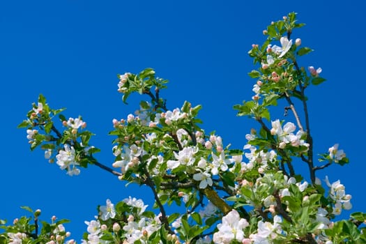 Flowering apple branch against the background of blue sky
