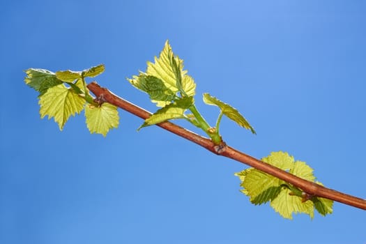 Young leaves of grapes on a background of blue sky in spring season