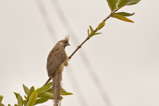 A beautiful long tailed Speckled Mousebird sitting on a thin twig