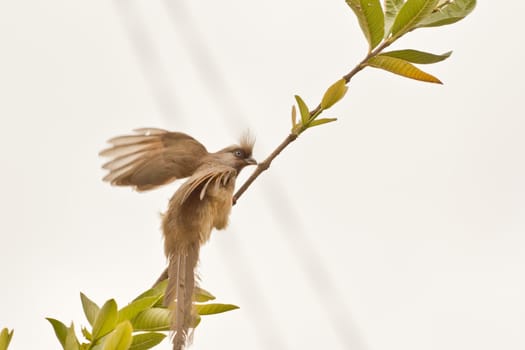 A beautiful long tailed Speckled Mousebird sitting on a thin twig