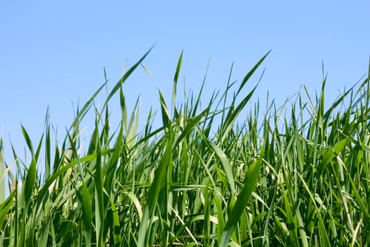 Young green grass against a background of blue sky in fine springtime