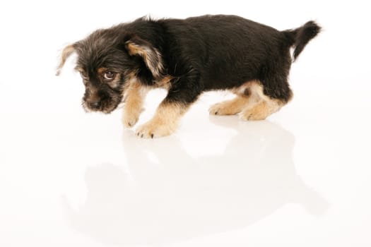 Puppy isolated on white