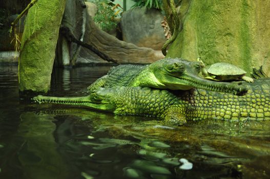 The false gharial (Tomistoma schlegelii), also known as the Malayan gharial, ZOO, Czech Republic